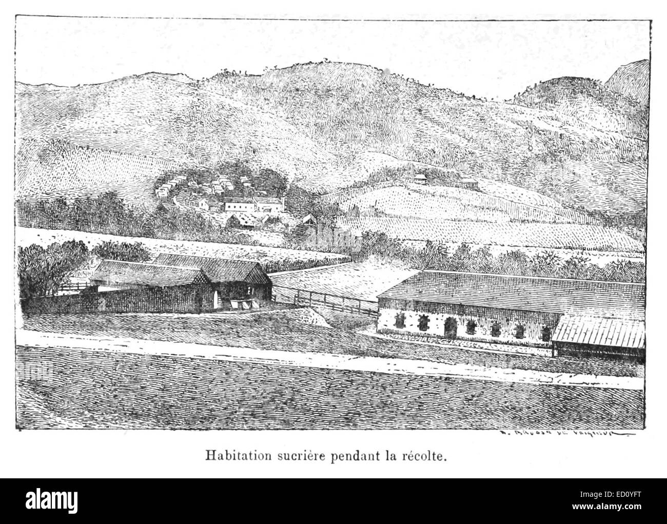 Raffigurazione di una piantagione di zucchero durante il raccolto, che illustra le pratiche agricole e il lavoro coinvolto nella produzione di zucchero del XIX secolo. Foto Stock