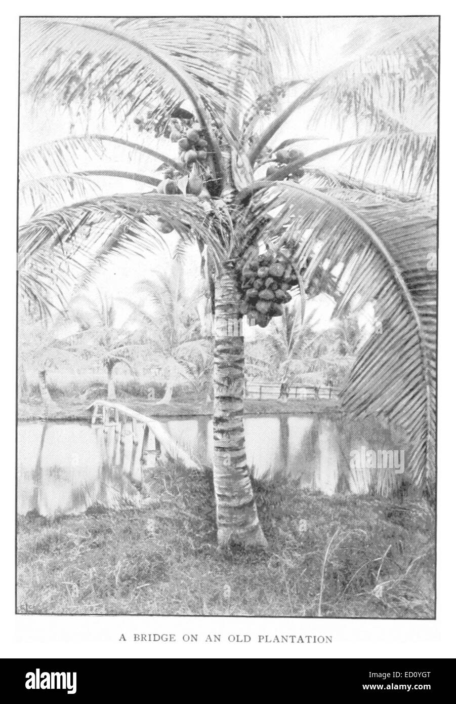 Questa illustrazione del 1898 raffigura un ponte su una vecchia piantagione nelle Hawaii. Mostra il collegamento tra il paesaggio e le infrastrutture storiche, riflettendo la storia agricola delle Hawaii durante la fine del XIX secolo. Foto Stock