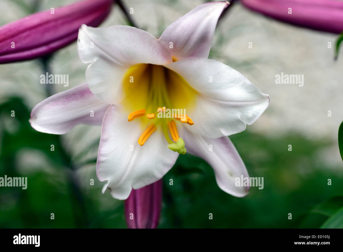 Il Lilium regale regal lily fiori fioritura lilys gigli profumati bianchi profumati lampada perenne bulbosa floreale RM Foto Stock