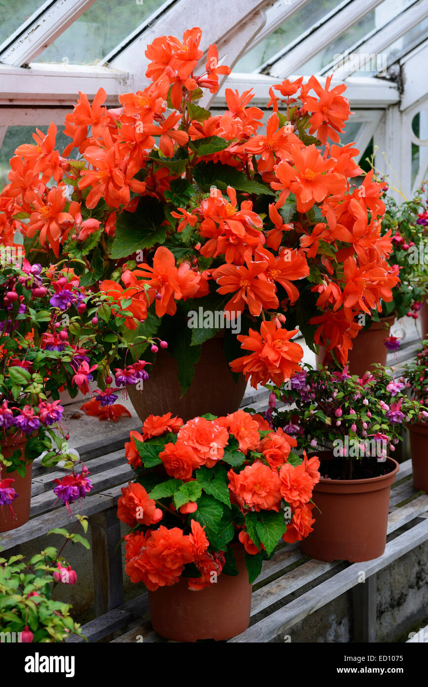 Red begonia trailing trail vaso contenitore di fase di visualizzazione serra di piante vegetali Piante annue di gara Foto Stock