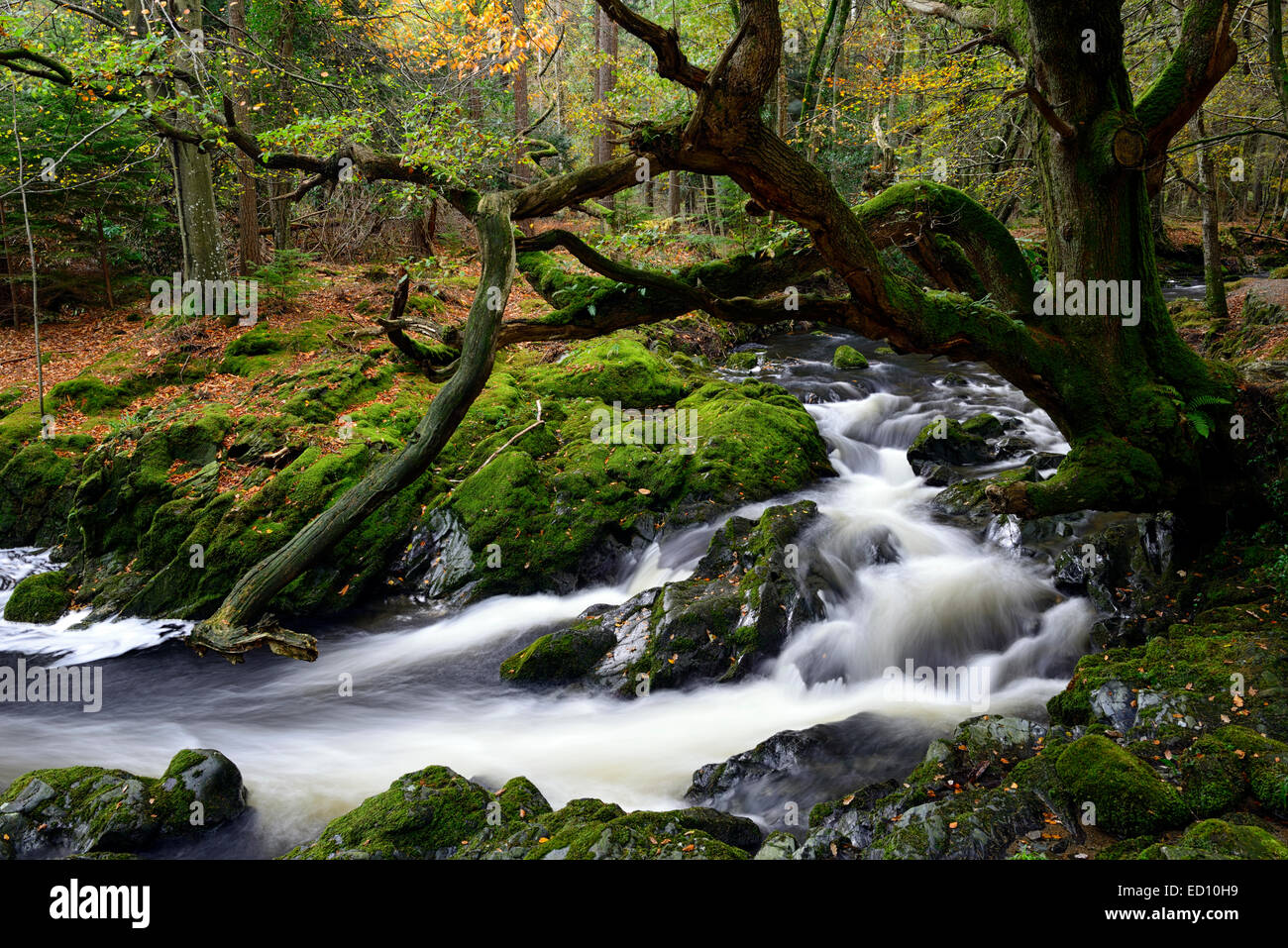 Tollymore Forest park shimna flusso di fiume che scorre attraverso la contea di Down Irlanda del Nord autunno autunno autunno Foto Stock