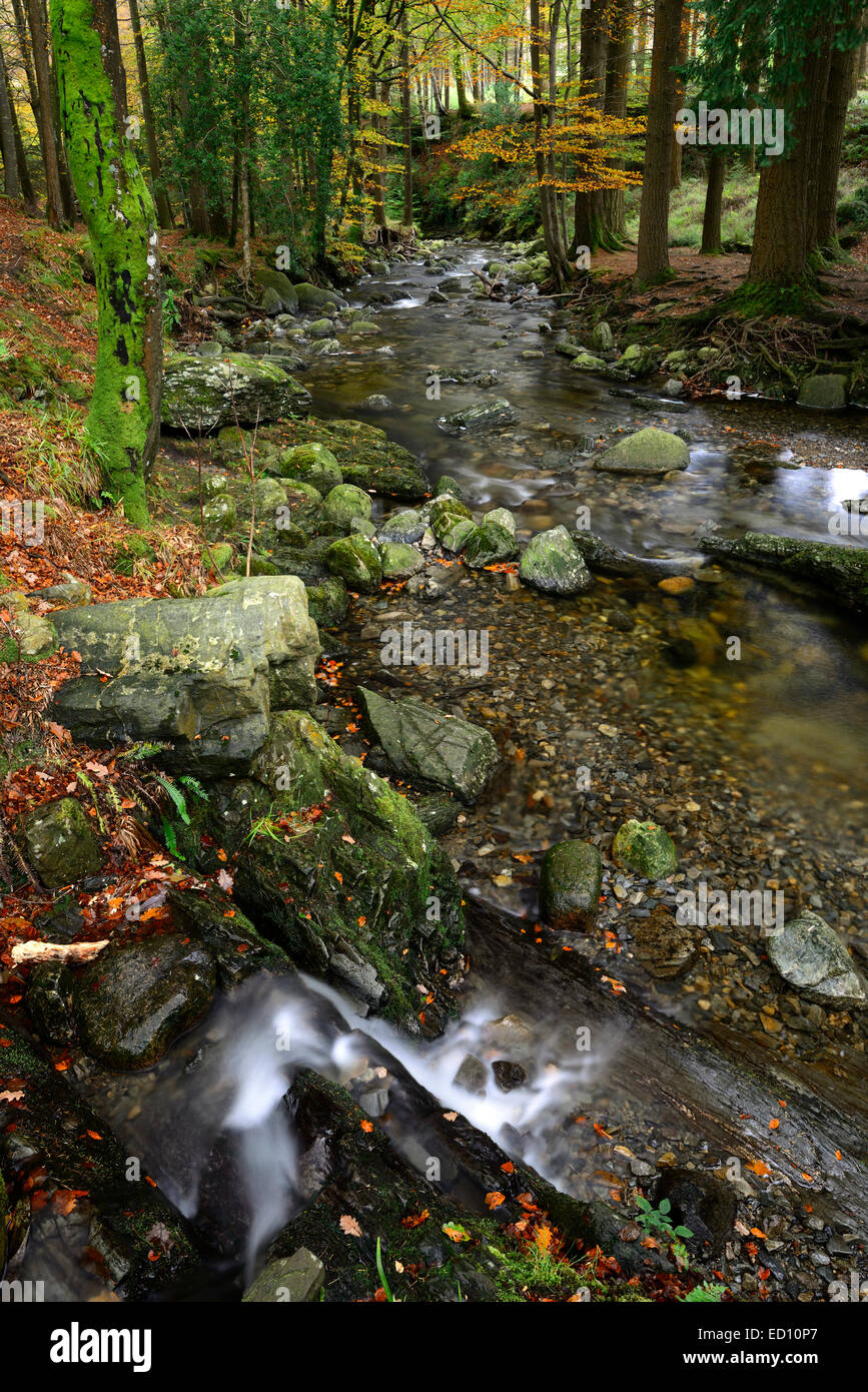 Tollymore Forest park shimna flusso di fiume che scorre attraverso la contea di Down Irlanda del Nord autunno autunno autunno Foto Stock
