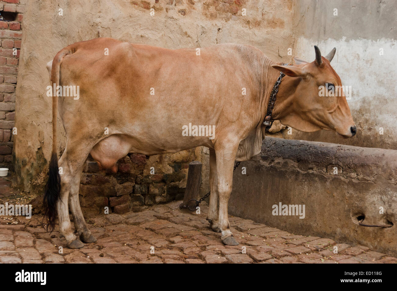 Villaggio di animali di fattoria mucca nessuno Foto Stock
