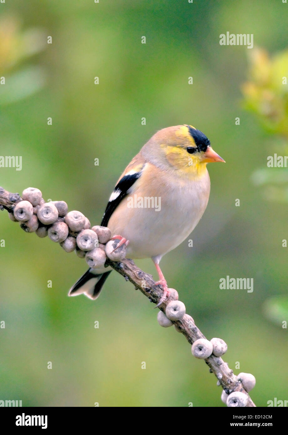 Un uccello americano di Goldfinch- Carduelis tristis, arroccato su un ramo, raffigurato su uno sfondo sfocato. Foto Stock
