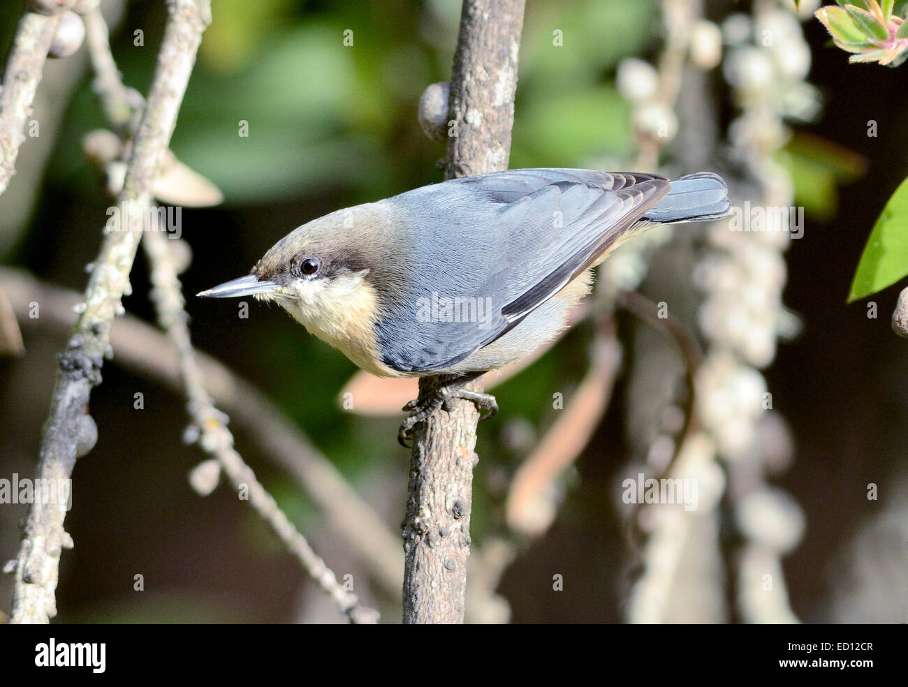 Un uccello Pithatch Pygmy-Sitta pygmaea, arroccato su un ramo, raffigurato su uno sfondo sfocato. Foto Stock