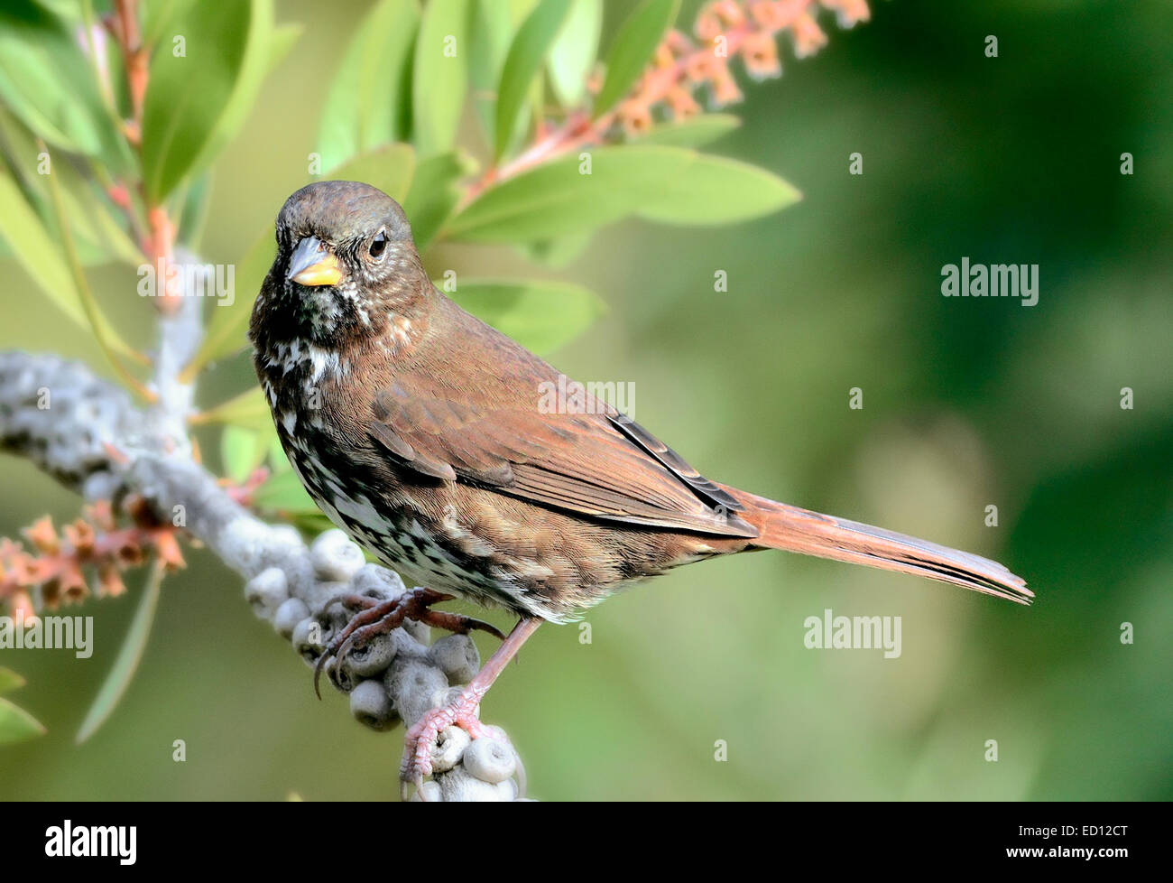 Un uccello Song Sparrow (Melospiza melodia), arroccato su un ramo, raffigurato su uno sfondo sfocato. Foto Stock