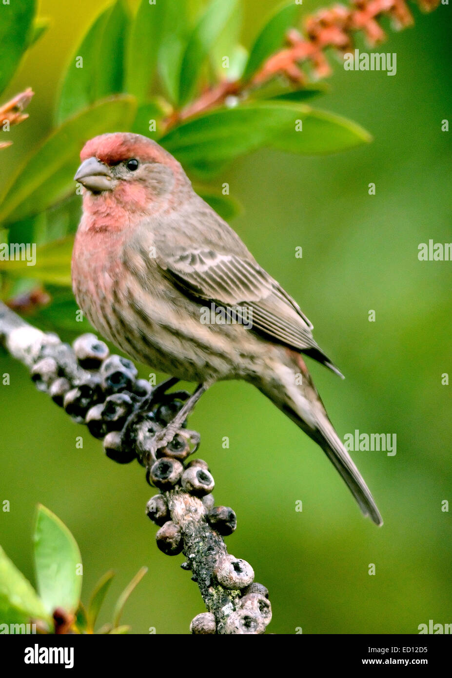 Un uccello finch House (Carpodacus mexicanus), arroccato su un ramo, raffigurato su uno sfondo sfocato. Foto Stock