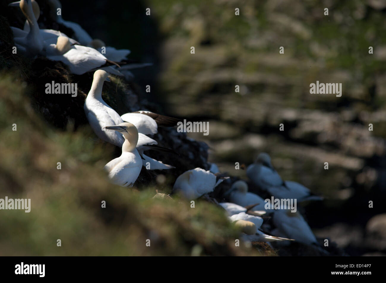 Magnifica sule in Troup testa in Aberdeenshire dove oltre 150000 uccelli di allevamento visita durante i mesi di estate Foto Stock