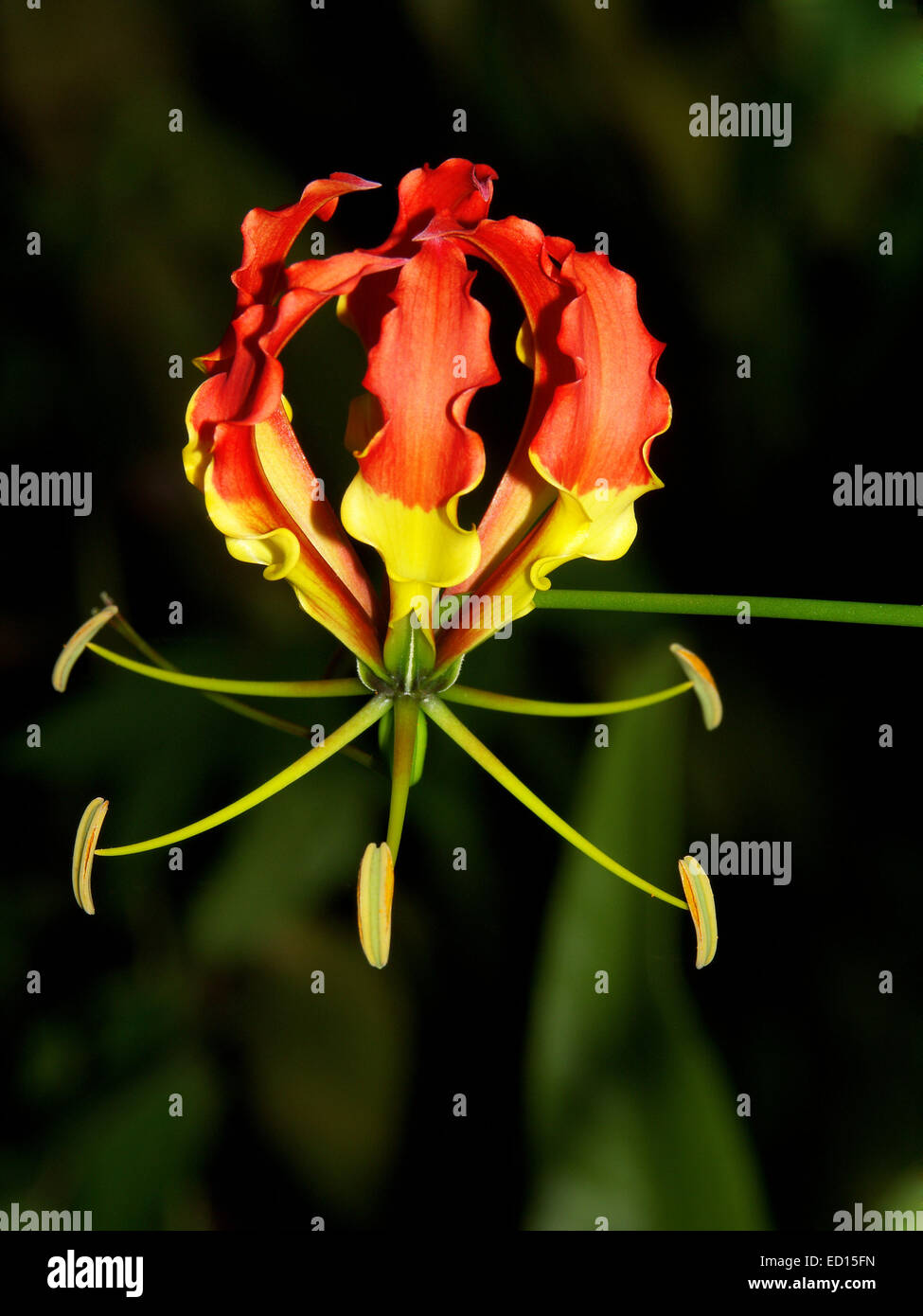 Spettacolare e insolito rosso e giallo fiore di gloriosa superba / Gloriosa lily, una pianta rampicante, contro uno sfondo scuro Foto Stock
