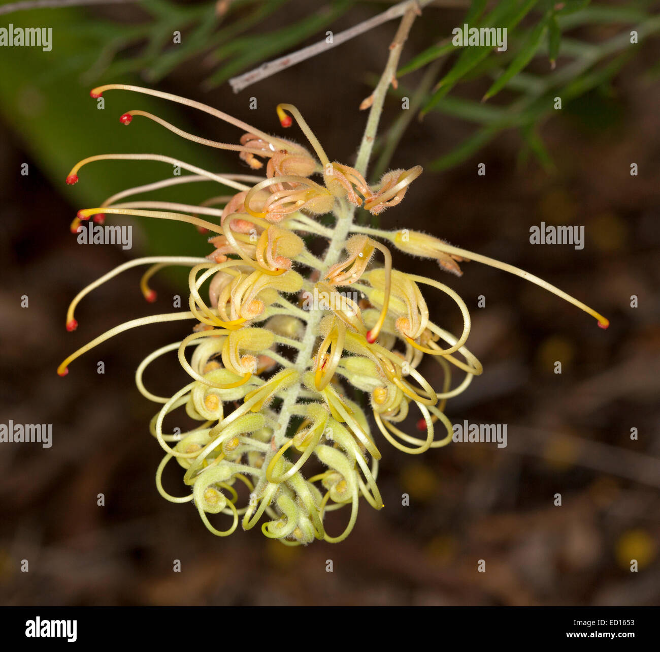 Spettacolare giallo pallido fiore di Grevillea pesche e crema, Australian vegetale nativo, contro uno sfondo scuro delle foglie Foto Stock