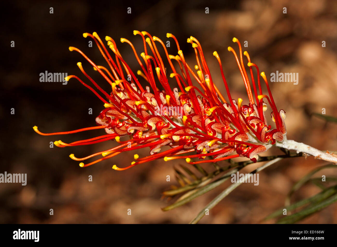 Vivido arancione / fiore rosso di Grevillea 'Sunset bronzo', un australiano vegetale nativo, contro uno sfondo scuro Foto Stock
