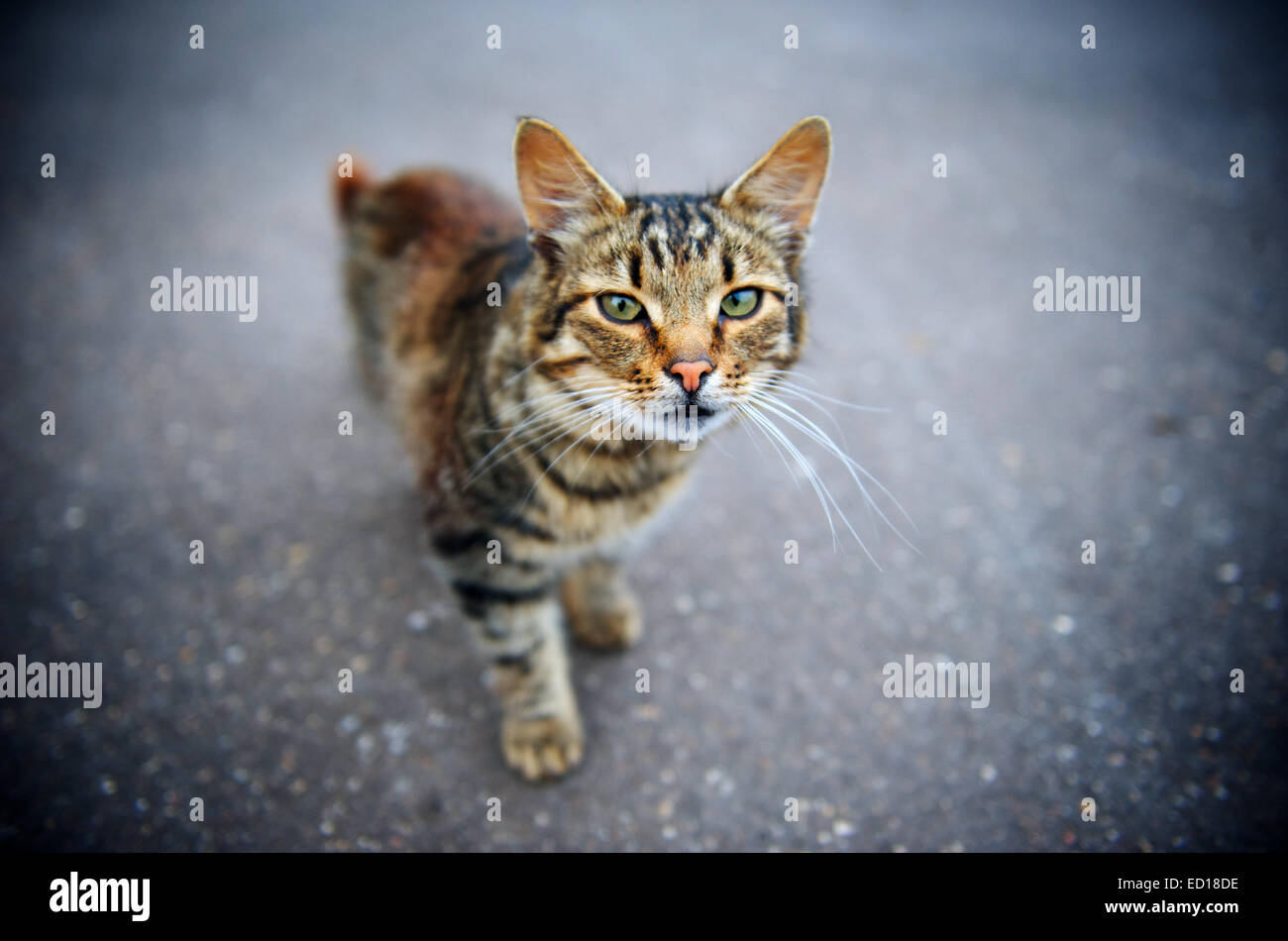 Orizzontale di profondità di campo per ritratto di un gatto in piedi sulla strada concreta e guardando nella telecamera con occhi vivaci. Foto Stock