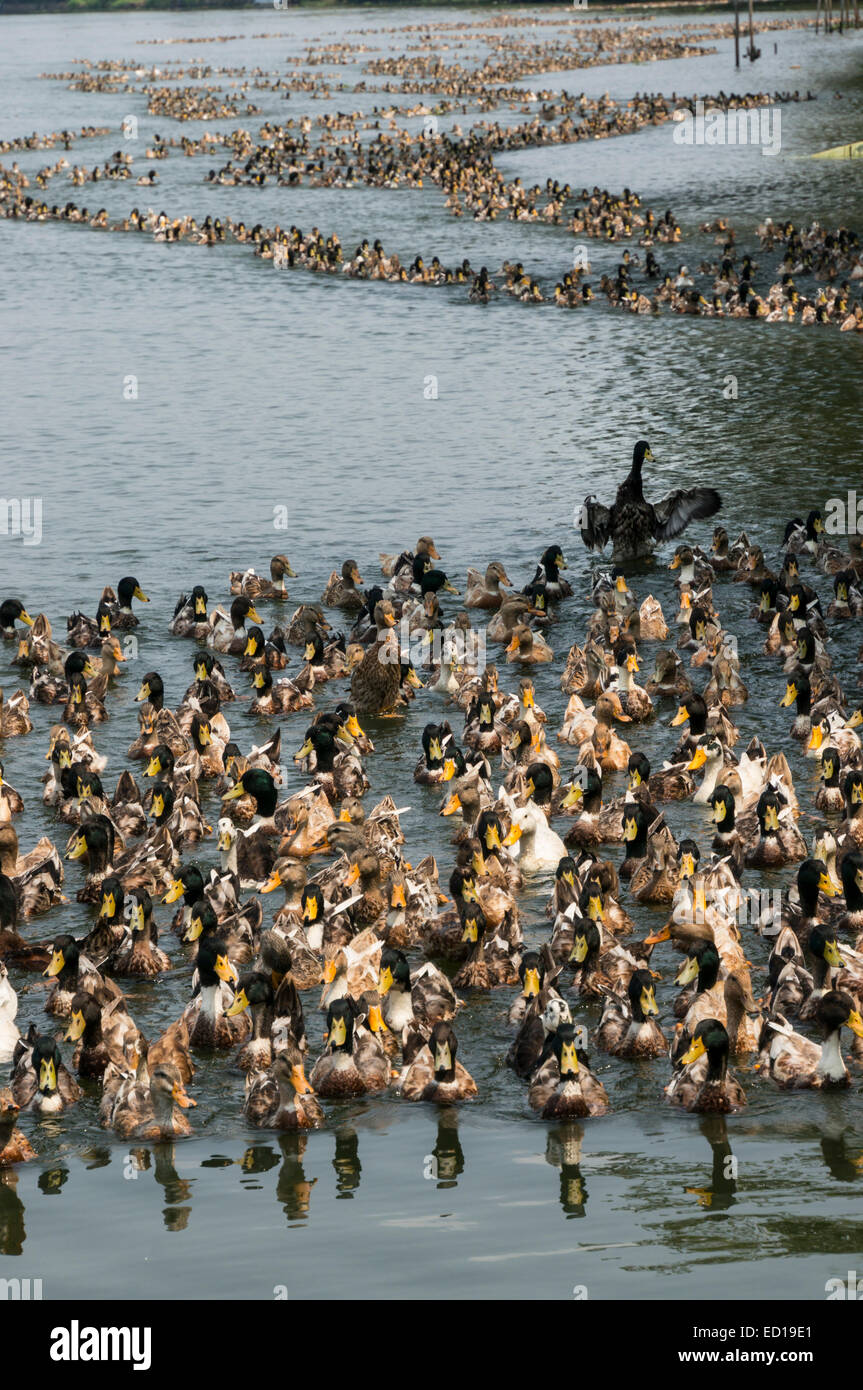 Il Kerala, India - allevamento anatra sul fiume Pamba delta vie navigabili e risaie. Grandi stormi di anatre allevate in commercio. Foto Stock