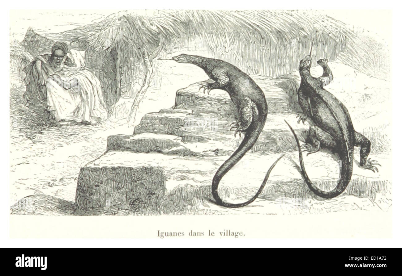 Questa illustrazione tratta da una pubblicazione francese raffigura le iguane in un villaggio, mostrando l'interazione tra la fauna selvatica e gli ambienti umani. Il disegno cattura l'habitat naturale e il contesto rurale del villaggio. Foto Stock Questa illustrazione tratta da una pubblicazione francese raffigura le iguane in un villaggio, mostrando l'interazione tra la fauna selvatica e gli ambienti umani. Il disegno cattura l'habitat naturale e il contesto rurale del villaggio. Foto Stock