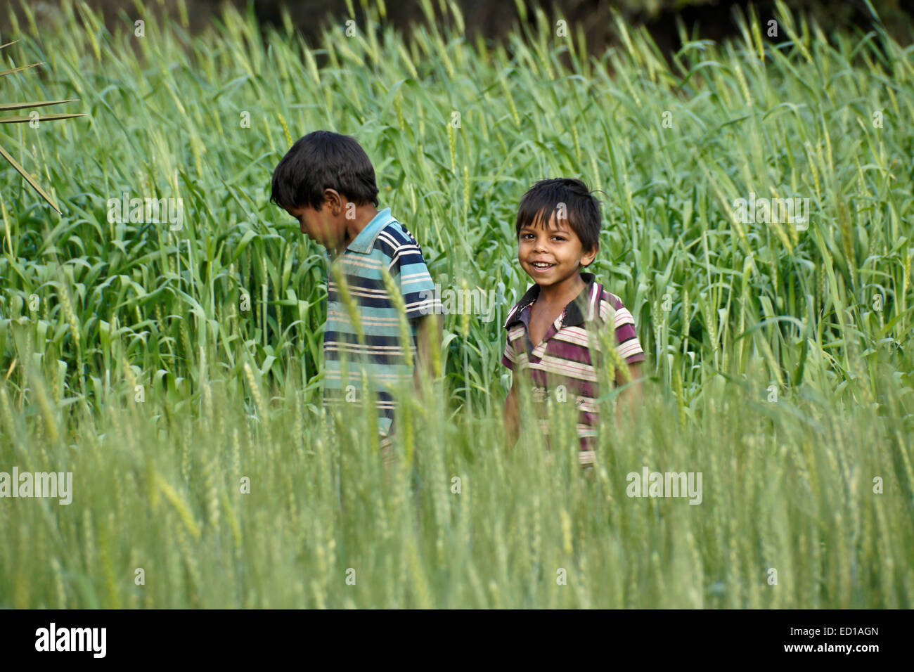 I ragazzi giocare nel campo di riso, Gujarat, India Foto Stock
