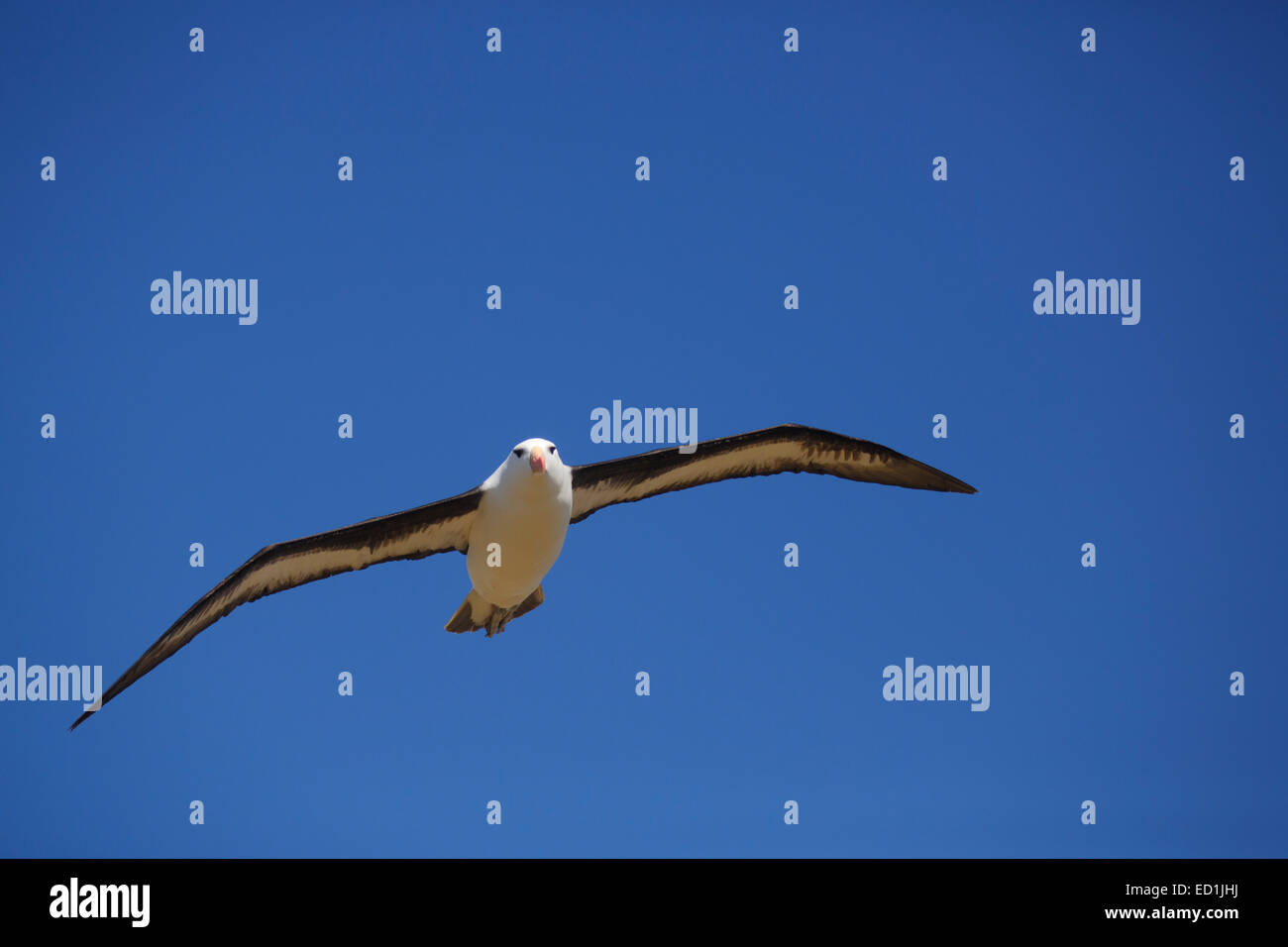 Nero-browed Albatross, nuova isola conservazione Trust, Nuova Isola, Isole Falkland. Foto Stock