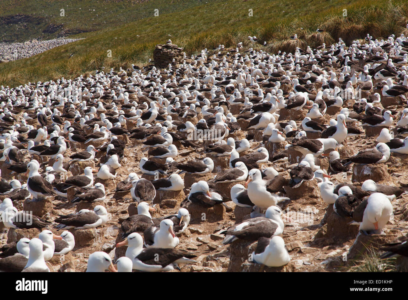 Una grande colonia di black-browed Albatross su Steeple Jason, Isole Falkland. Foto Stock