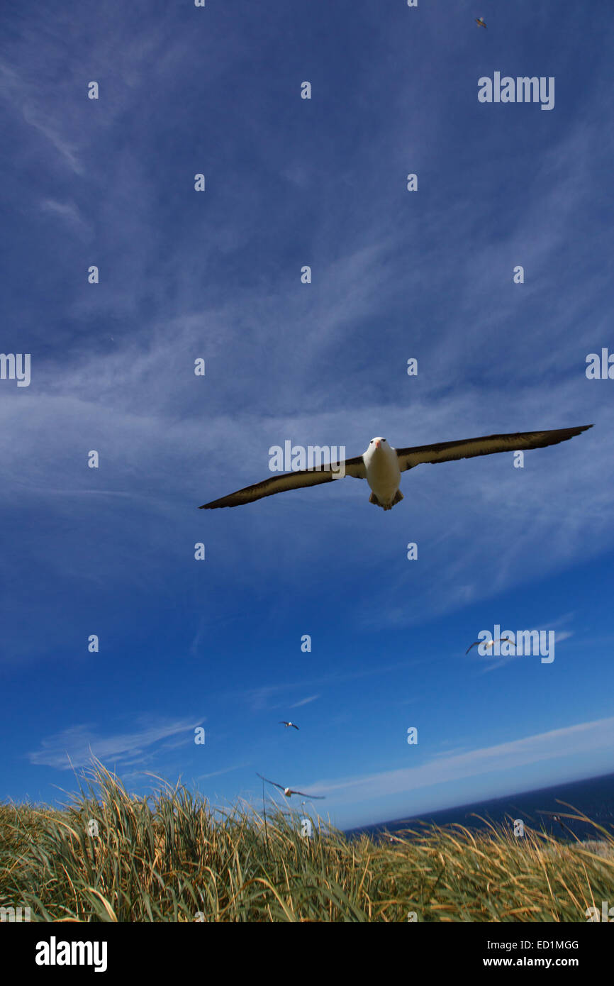 Nero-browed Albatross in volo su Steeple Jason, Isole Falkland. Foto Stock