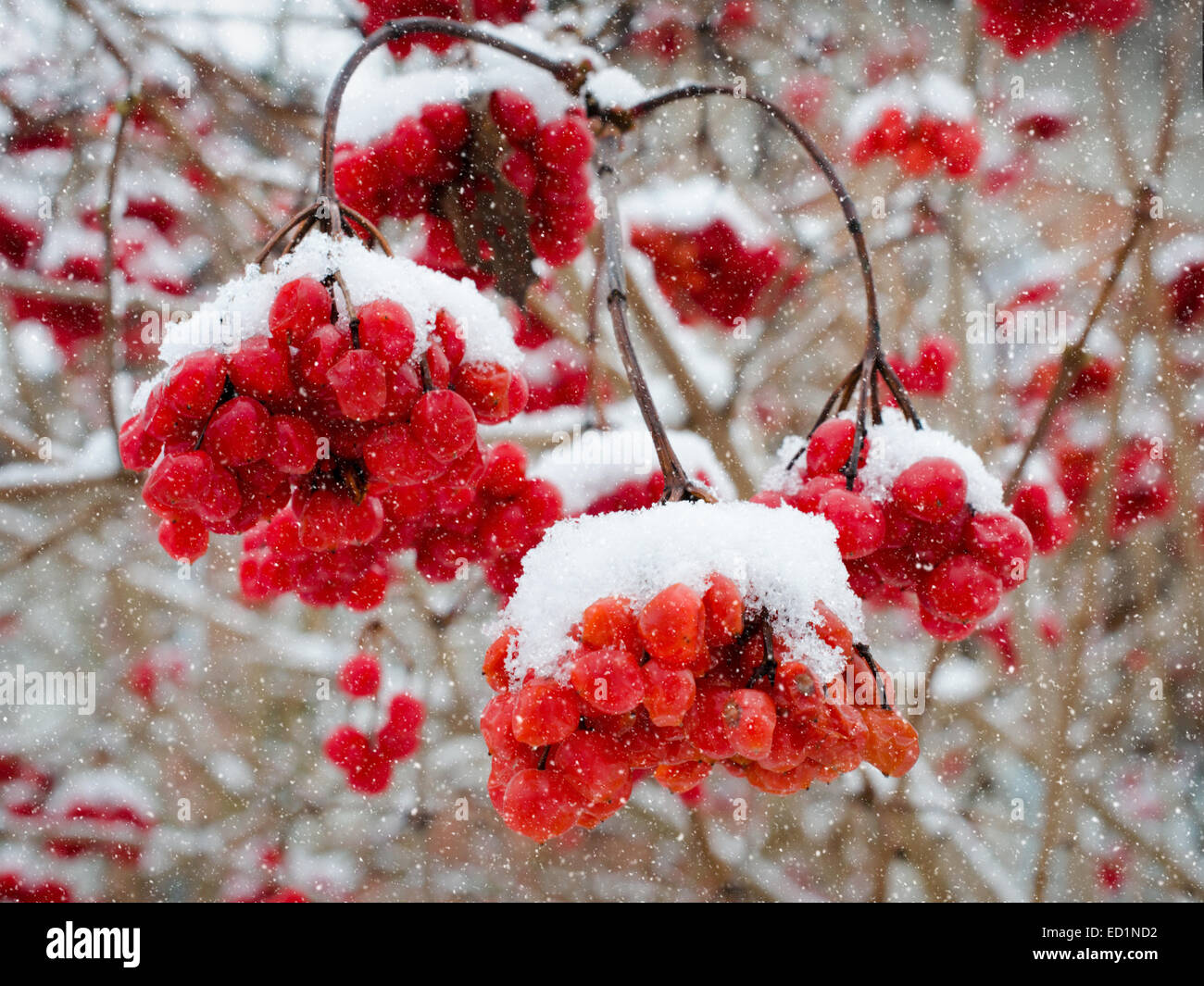 Red Viburnum bacche ricoperta di neve soffice . La neve cade Foto Stock