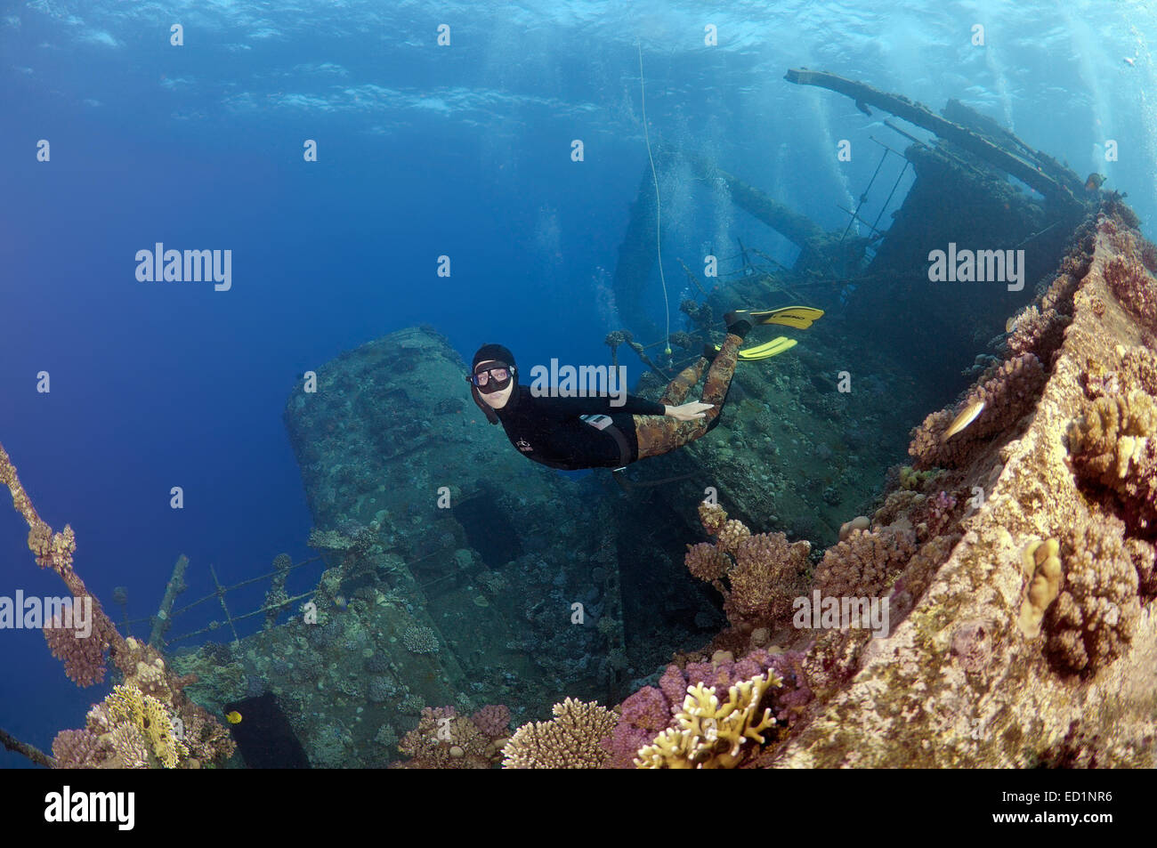 Freediver immersioni sulla wreckship Gianis D. Mare Rosso, Sharm El Sheikh, Egyp Foto Stock