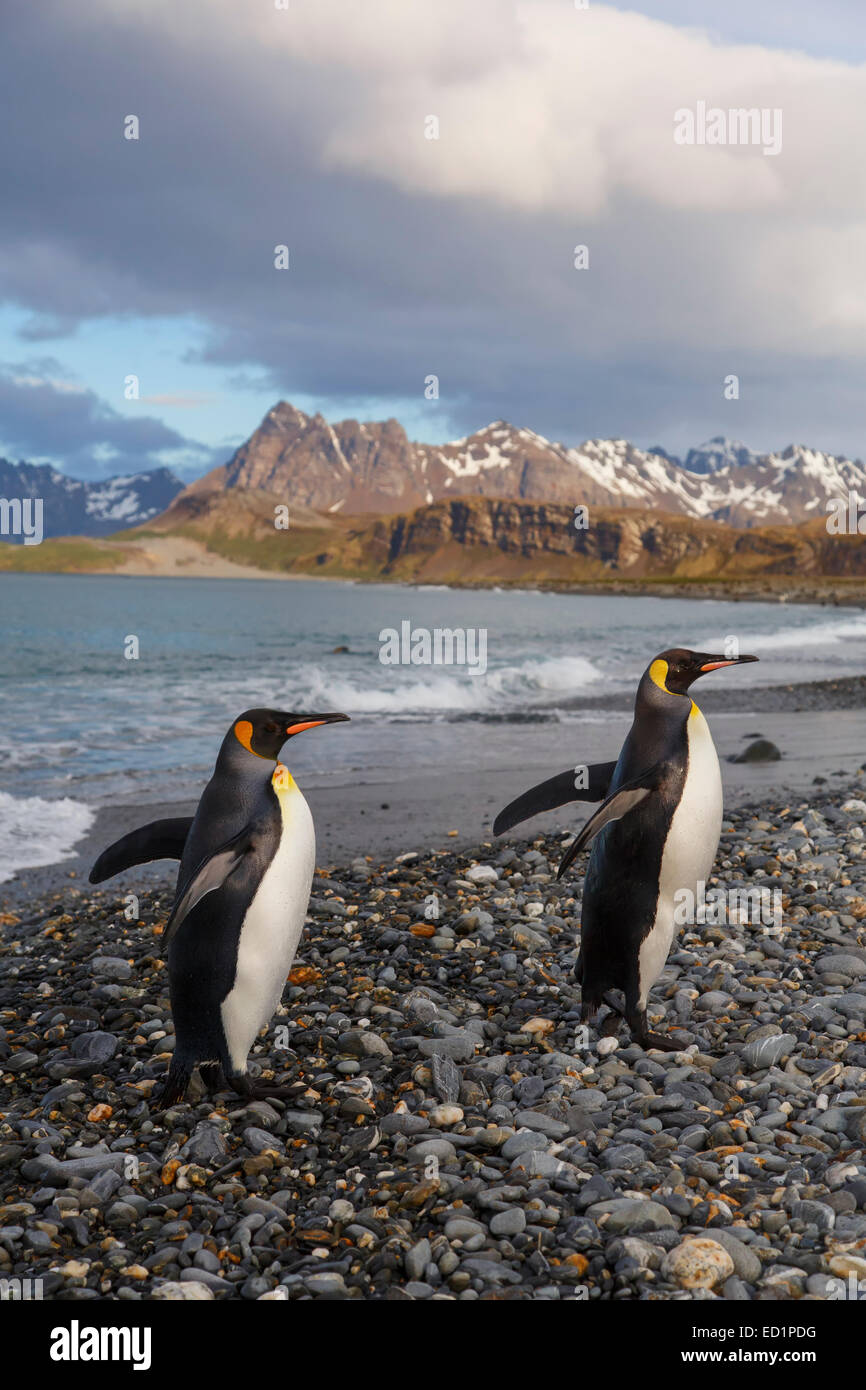 Re pinguini (Aptenodytes patagonicus) sulla Piana di Salisbury, Georgia del Sud, l'Antartide. Foto Stock