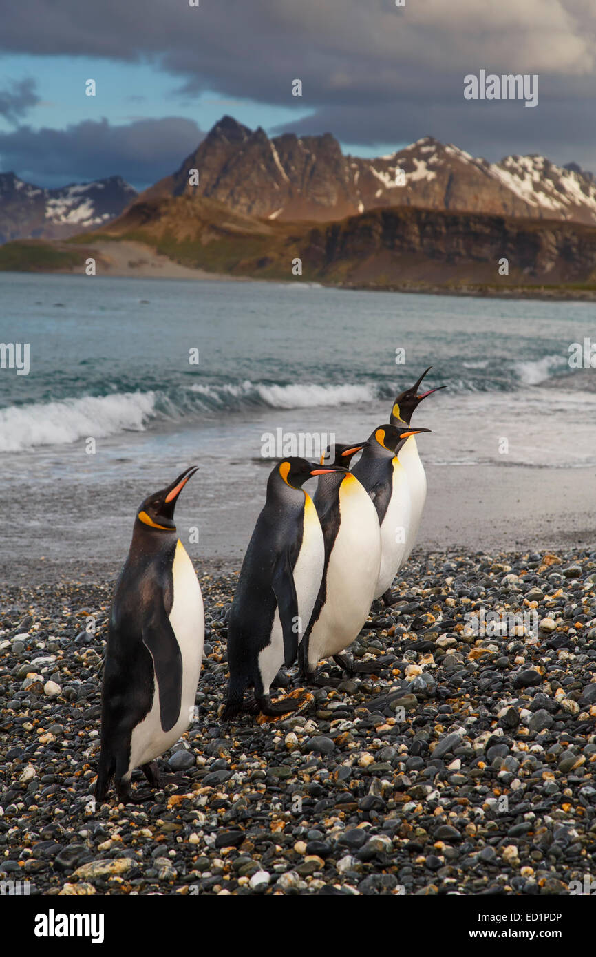 Re pinguini (Aptenodytes patagonicus) sulla Piana di Salisbury, Georgia del Sud, l'Antartide. Foto Stock