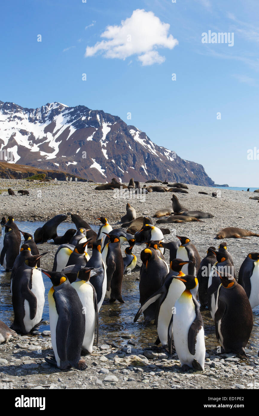 Re pinguini (Aptenodytes patagonicus), Fortuna Bay, Isola Georgia del Sud, l'Antartide. Foto Stock