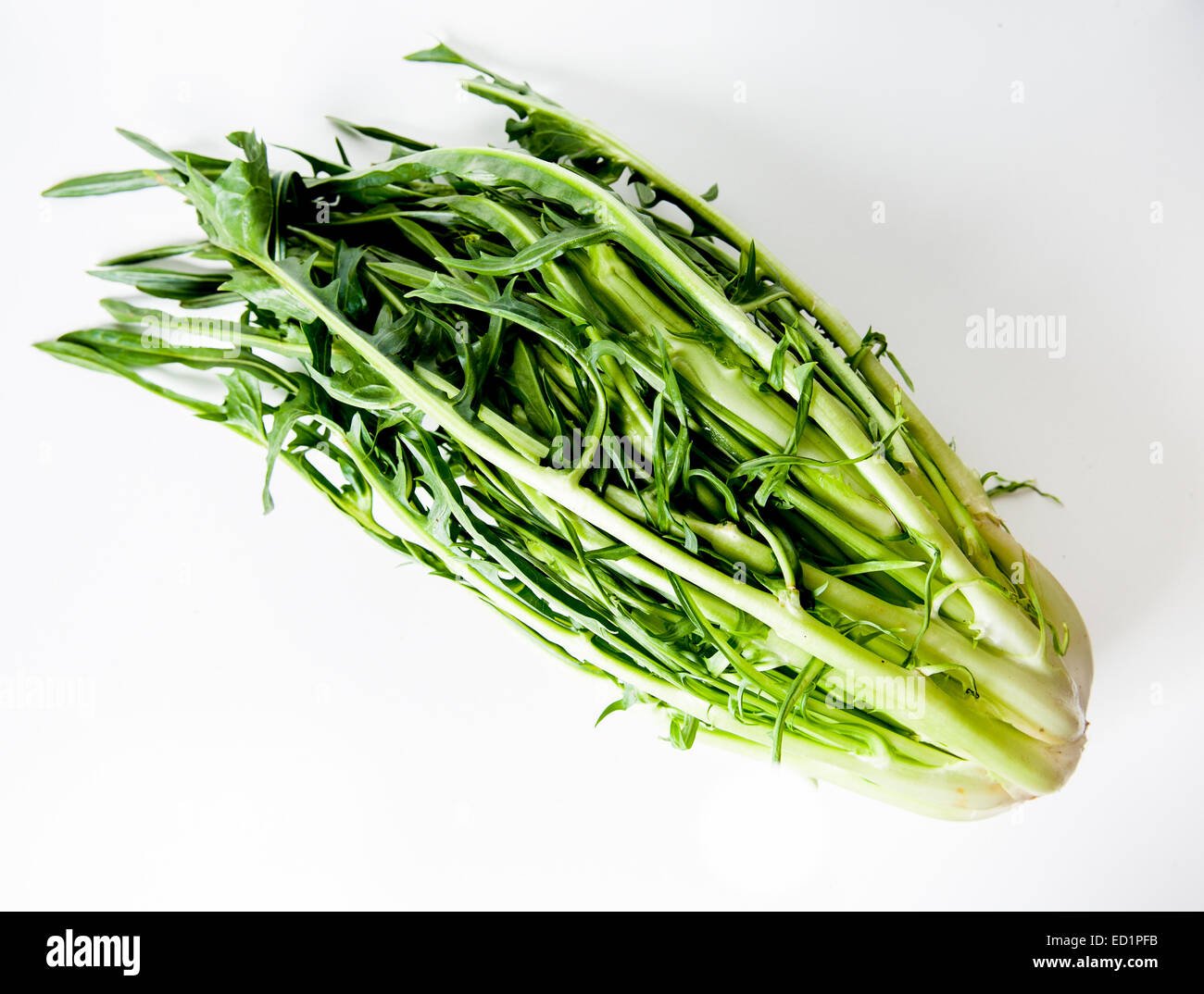 Testa di puntarelle, tipico verde insalata romana Foto stock - Alamy