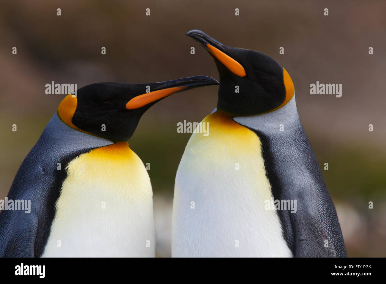 Re pinguini (Aptenodytes patagonicus), Fortuna Bay, Isola Georgia del Sud, l'Antartide. Foto Stock