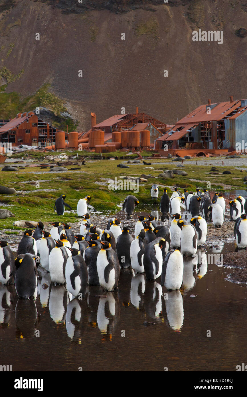 Stazione Baleniera di Stromness, Isola Georgia del Sud, l'Antartide. Questo è dove Shackleton ha terminato il suo viaggio. Foto Stock