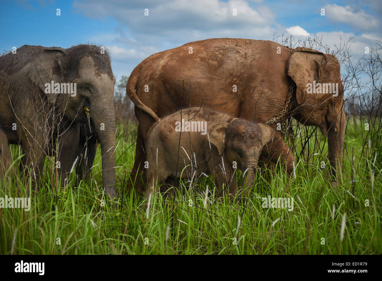 Una piccola mandria di elefante di Sumatran in modo Parco Nazionale di Kambas. Foto Stock