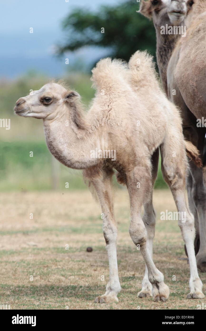 Baby cammello calf in piedi sul suolo accanto a sua madre Foto Stock