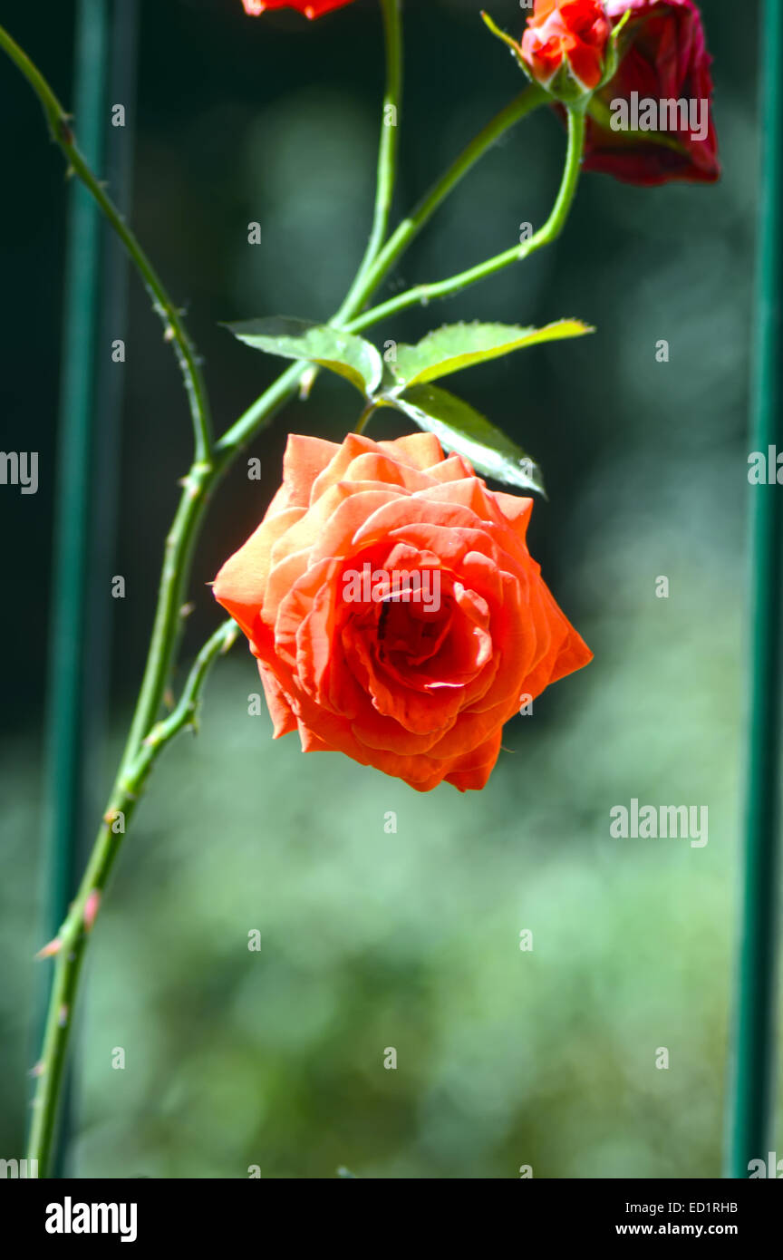 Rose rosse giorno di estate Foto Stock