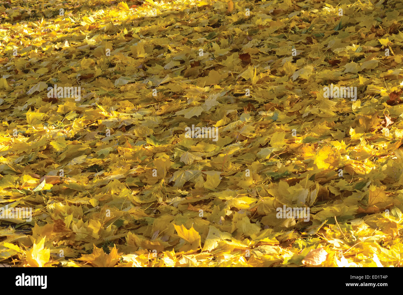Caduto il Giallo autunno foglie di acero giornata di sole Foto Stock