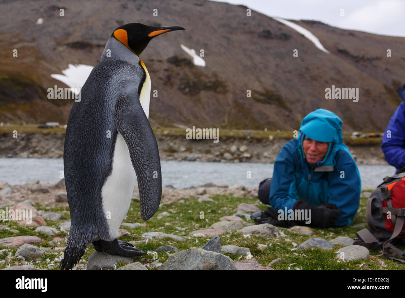 Ai visitatori di interagire con il re pinguini (Aptenodytes patagonicus), Saint Andrews Bay, Georgia del Sud, l'Antartide. Foto Stock