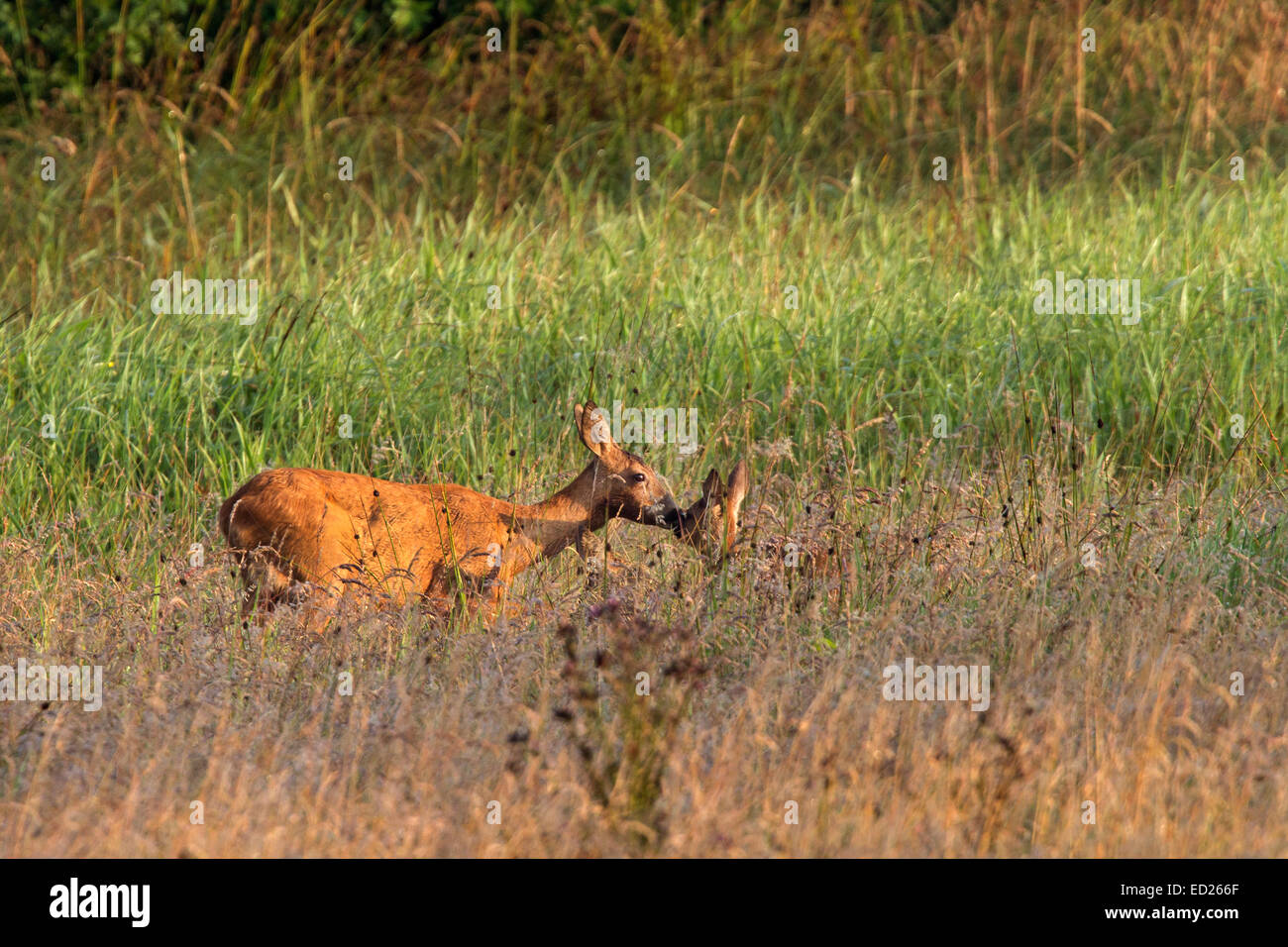 Capriolo con capretta (Capreolus capreolus), Schleswig-Holstein, Germania, Europa Foto Stock