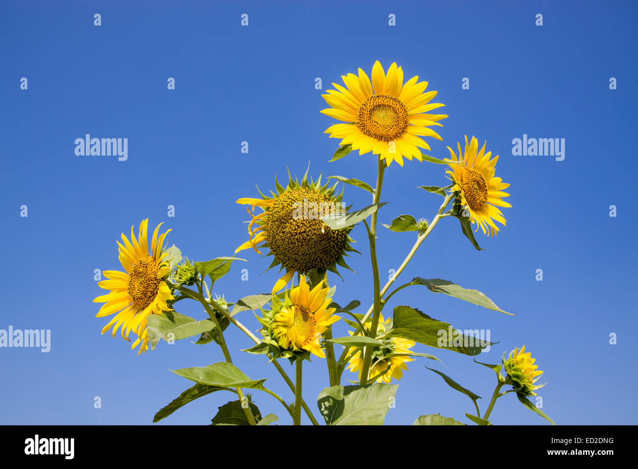 Mazzo di fiori di girasole isolato sul cielo blu sullo sfondo Foto Stock