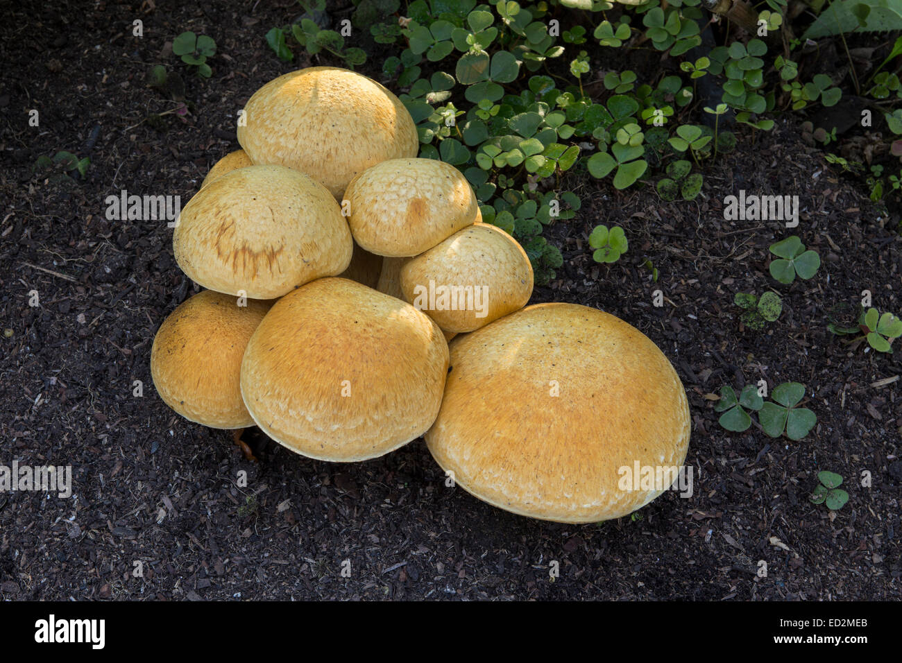 Chiodino fungo chiodino Funghi, Funghi, Funghi, tappo a fungo, dei tappi a fungo, Armillaria mellea, Novato, Marin County, California Foto Stock