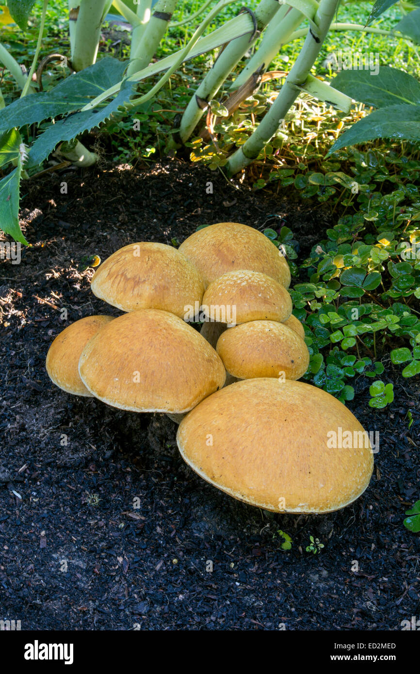 Chiodino fungo chiodino Funghi, Funghi, Funghi, tappo a fungo, dei tappi a fungo, Armillaria mellea, Novato, Marin County, California Foto Stock