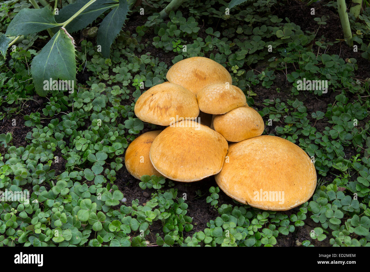 Chiodino fungo chiodino Funghi, Funghi, Funghi, tappo a fungo, dei tappi a fungo, Armillaria mellea, Novato, Marin County, California Foto Stock