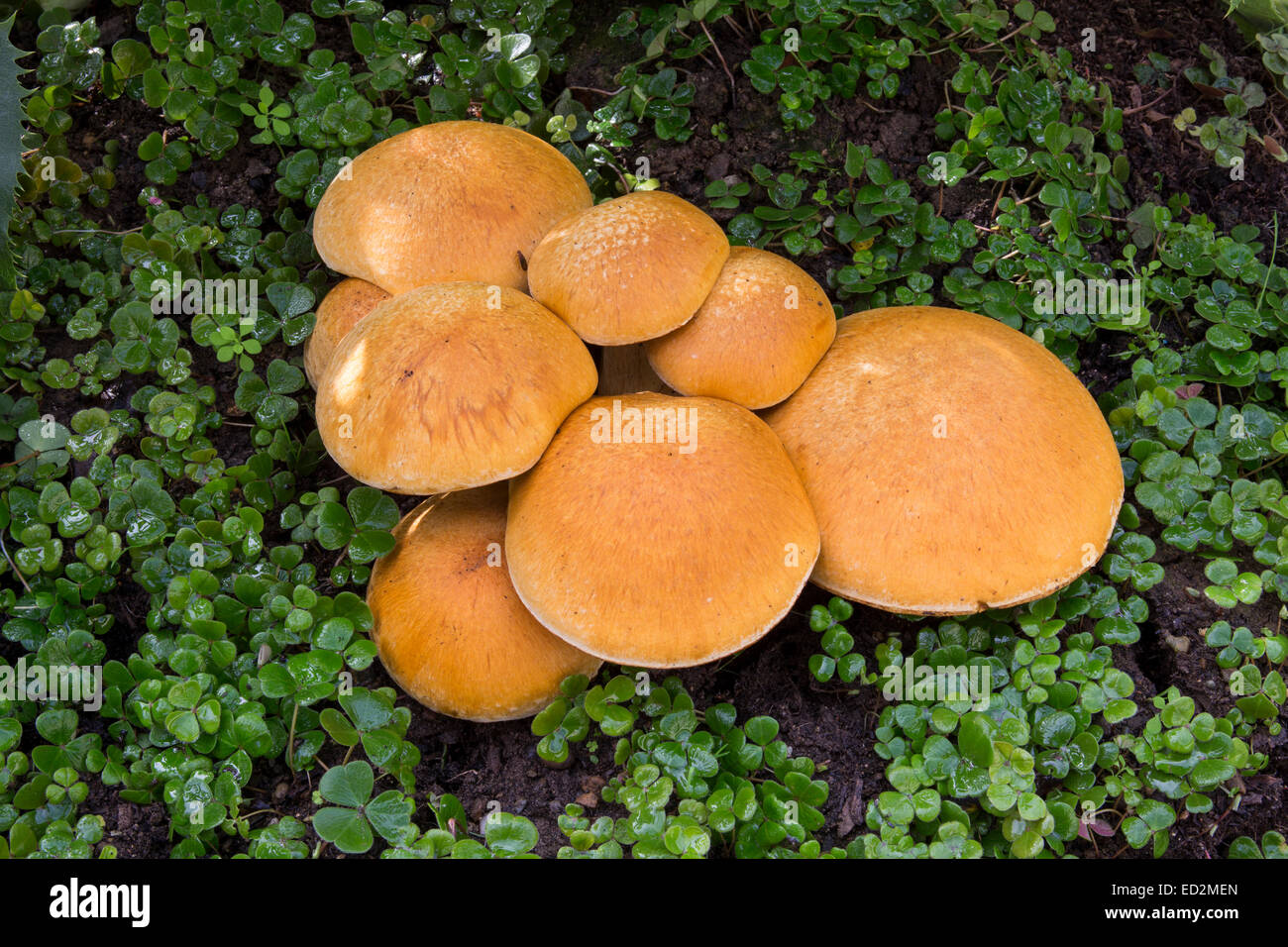 Chiodino fungo chiodino Funghi, Funghi, Funghi, tappo a fungo, dei tappi a fungo, Armillaria mellea, Novato, Marin County, California Foto Stock