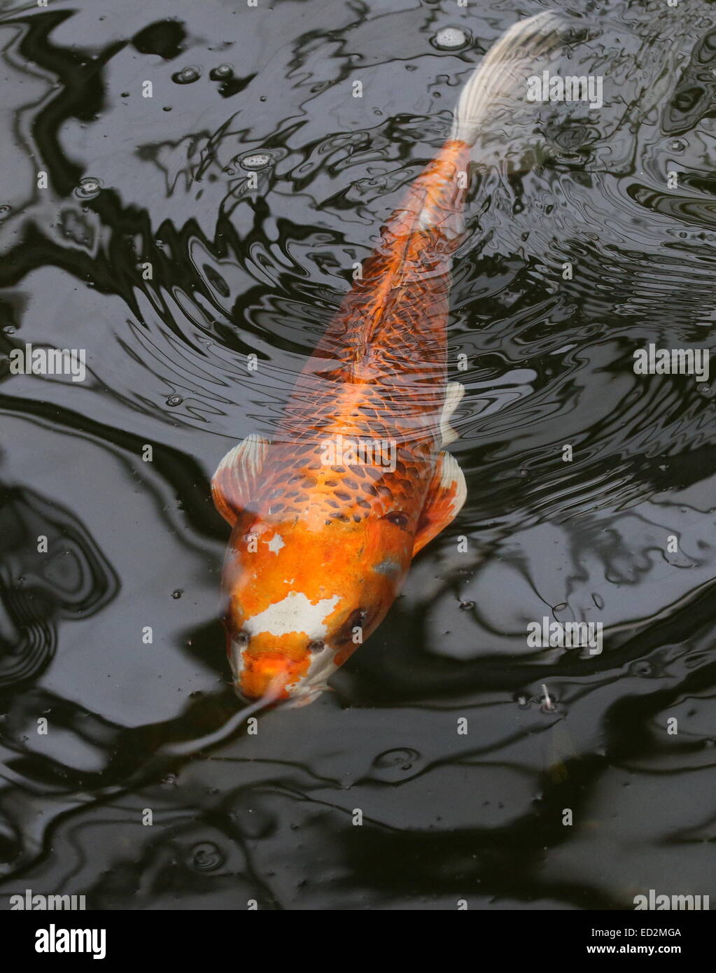 Arancione e bianco Giapponese Carpe Koi nuotano vicino alla superficie dell'acqua, Foto Stock