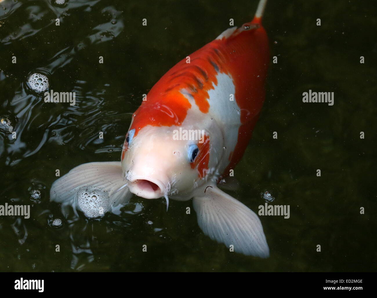 Arancione e bianco Giapponese Carpe Koi con blue eye-coperchi provenienti fino alla superficie dell'acqua, la bocca aperta Foto Stock