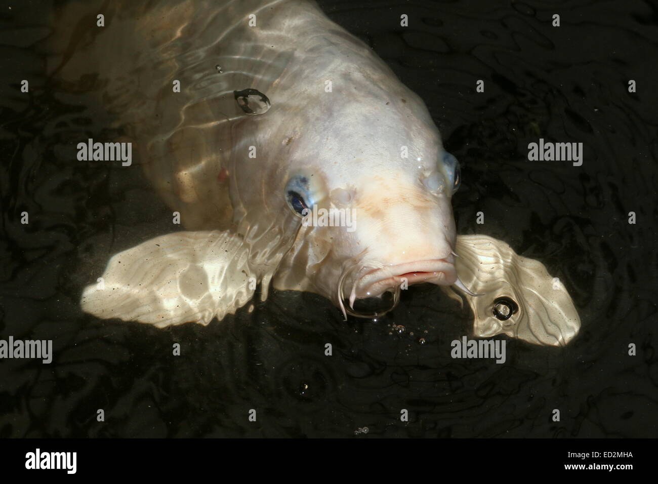 Close-up di un tutto bianco Giapponese Carpe Koi arrivando fino alla superficie dell'acqua Foto Stock