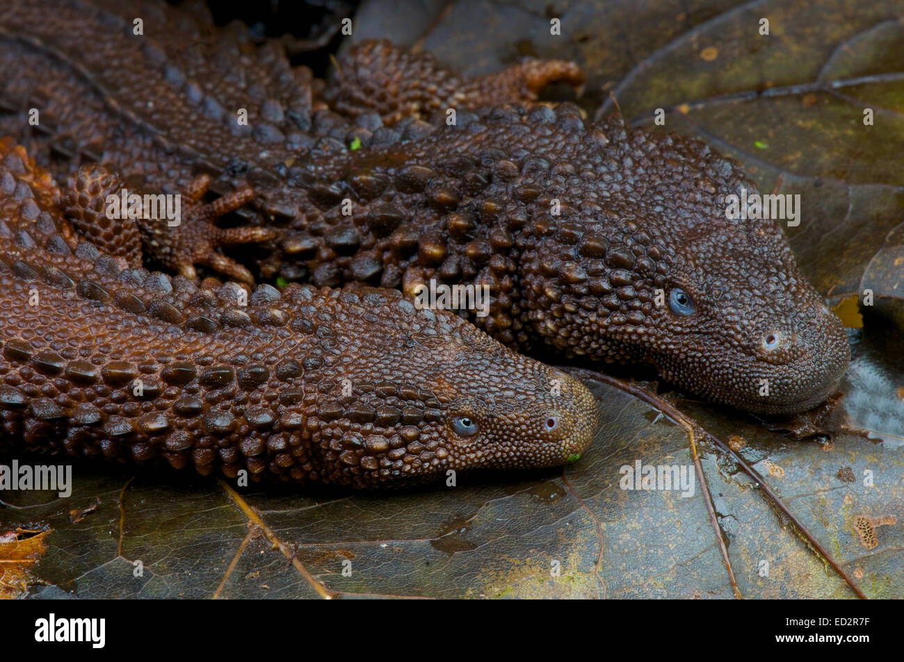 Monitor Earless lizard coppia / Lanthanotus borneensis Foto Stock