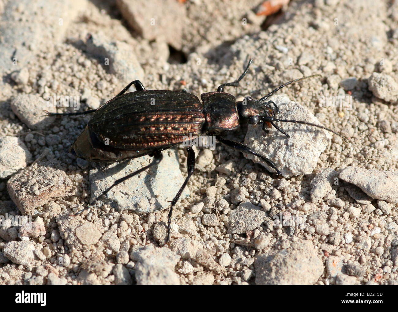 Granulata europea Carabid beetle (Carabus Granulatus) Foto Stock