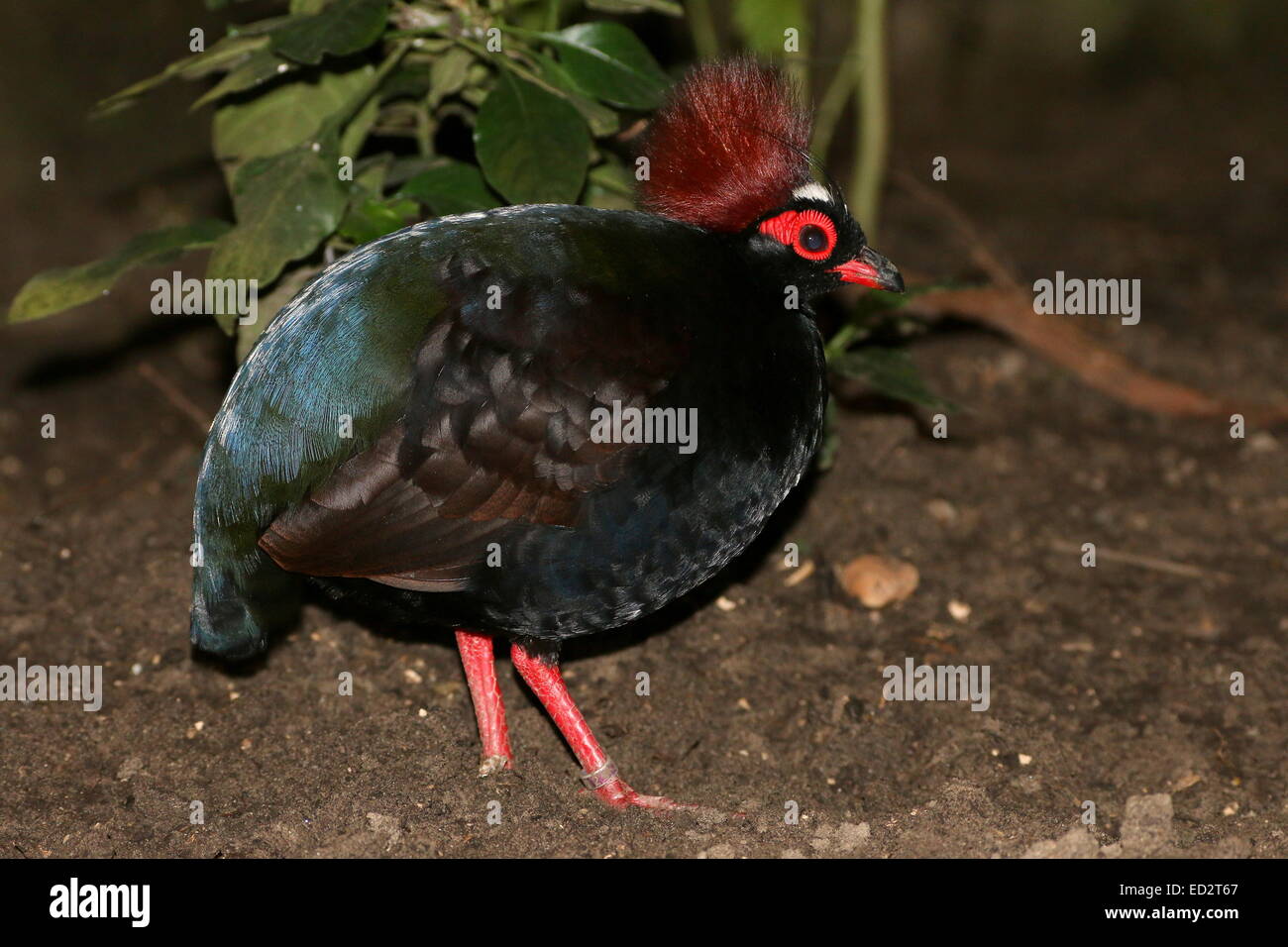 Voce maschile crestato Pernice o Roul-roul (Rollulus rouloul), a.k.a. Red-incoronato Pernice di legno o con il sud-est asiatico in legno verde Quaglia Foto Stock