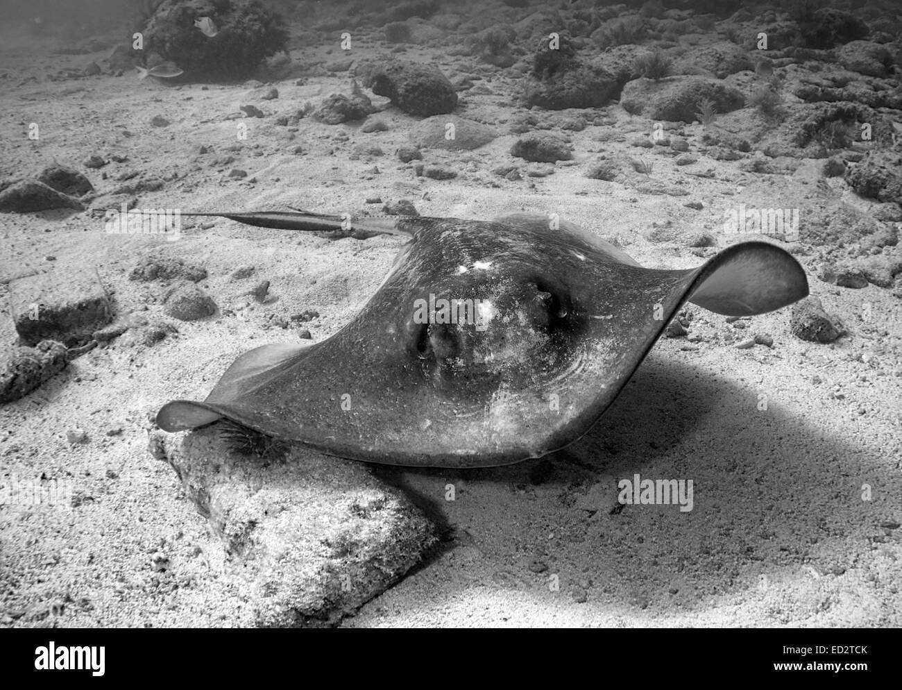 Una immagine in bianco e nero di un southern Stingray nuotare lungo il fondo dell'oceano della Florida Keys. Foto Stock