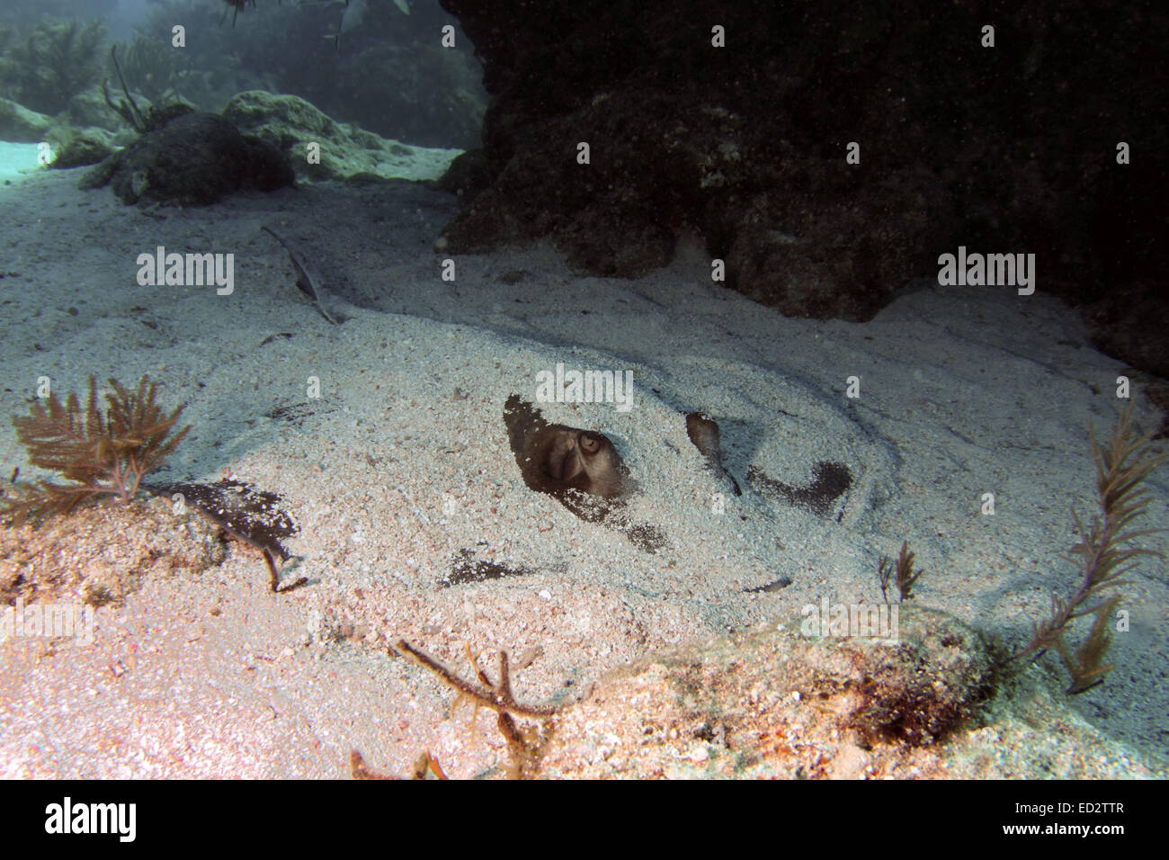 Un Southern Stingray giace sepolta nella sabbia lungo una Florida Keys reef. Foto Stock