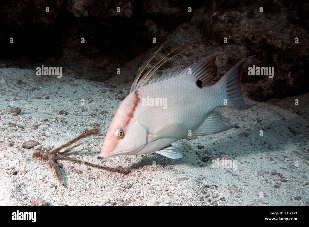 Un Hogfish aleggia sopra il fondo sabbioso di Florida Keys National Marine Sanctuary. Foto Stock